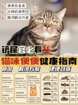 猫拉水样便是什么原因-图1