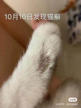 猫毛囊炎和猫藓的差别-图1