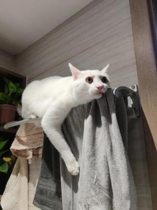 猫被裹上毛巾为什么就不动了-图1