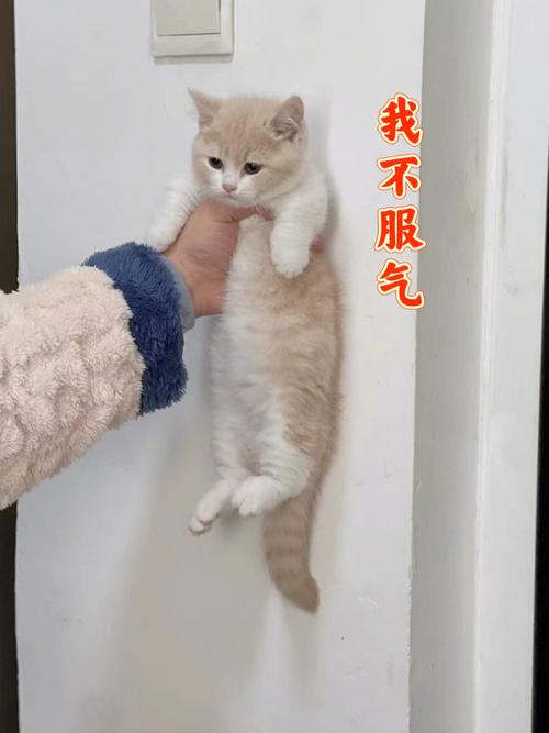 猫被气死的原因-图1
