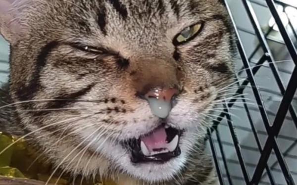 猫鼻子流出黄黄的鼻涕是什么情况-图1