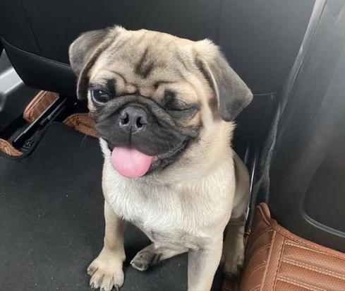 不爱叫的小型犬-图1
