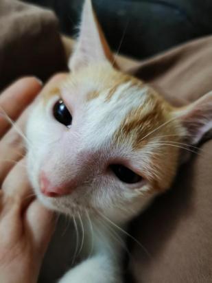 猫被蜜蜂蛰了怎么处理-图1
