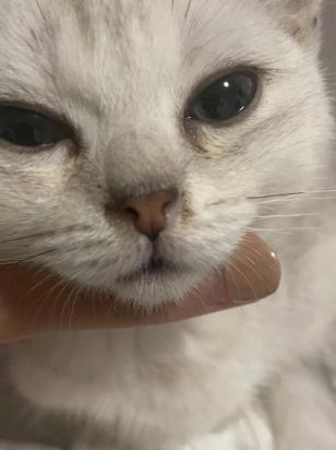 猫鼻支能不能治好-图1