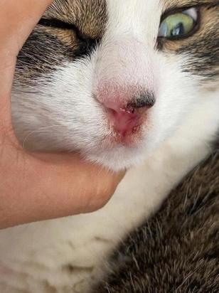 猫鼻支传染别的猫吗-图1
