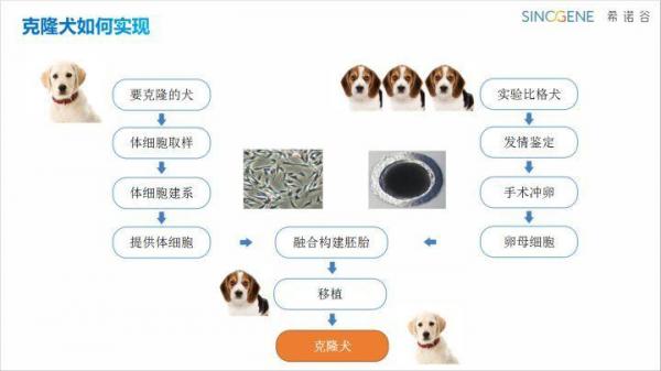 宠物犬细胞保存-图1