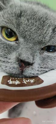 猫鼻支相当于人的什么病-图1