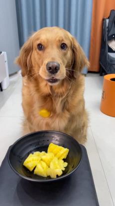 菠萝狗能吃吗-图1