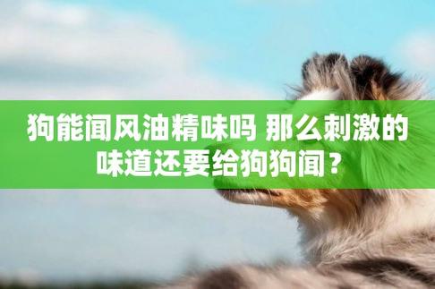 大量风油精把狗狗熏死了-图1