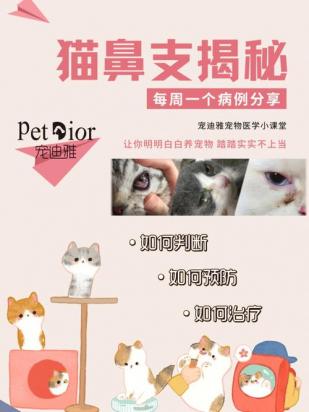 猫鼻支要注意什么-图1