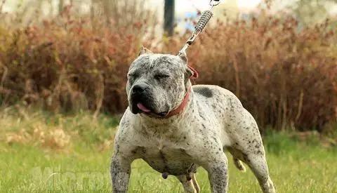 城市不允许养的大型犬种-图1
