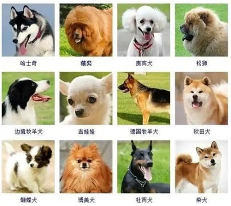 宠物狗的种类-图1