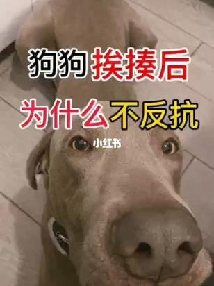 打狗狗为什么不反抗-图1