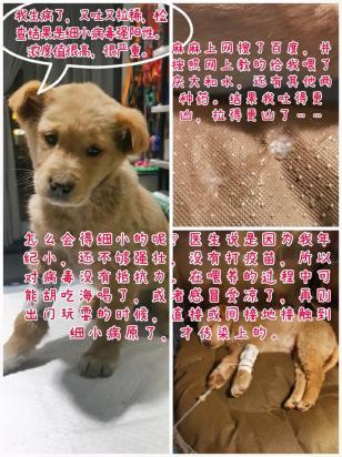 成年狗细小病程几天-图1