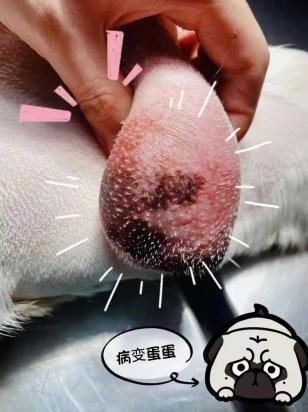 公狗绝育手术的利弊权衡与最佳时机选择-1