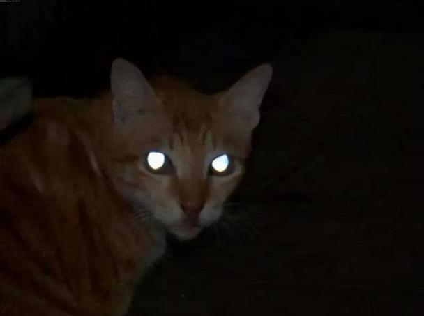 猫半夜为什么一直找东西-图1
