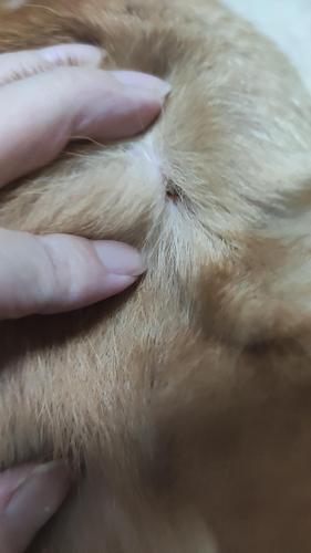 狗被蜱虫咬了,并且感染了怎么办-图1