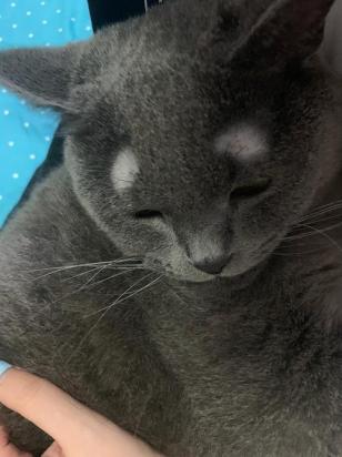 猫眉毛上面两边对称秃-图1
