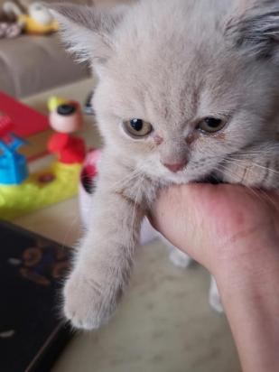 猫被打了流眼泪是怎么回事-图1