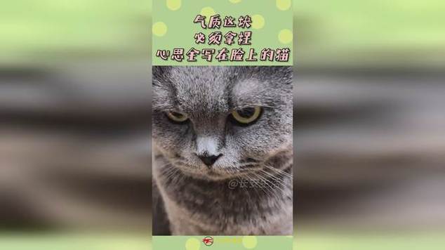 猫猫的心思全在脸上-图1