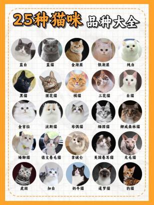 猫猫名字大全洋气的-图1