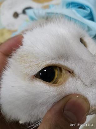 猫杯状是什么症状-图1