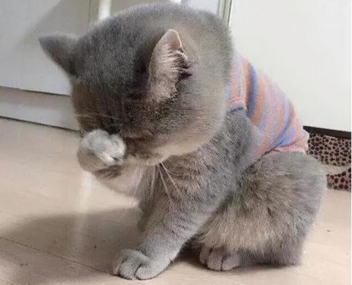 猫半夜叫得像婴儿哭是为什么-图1