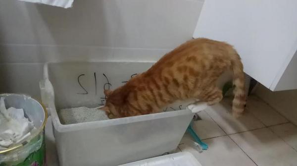 猫埋土里了第二天我挖开看了-图1