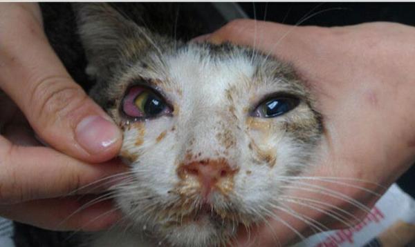 猫杯状病毒症状-图1