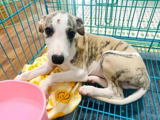2个月惠比特犬的食谱-图1