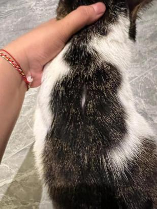 猫毛轻轻拔就一撮掉了-图1