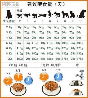 2个月贵宾犬的食谱-图1