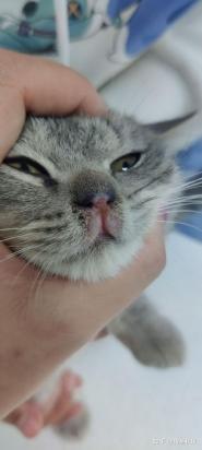 猫鼻支前期最明显的症状-图1