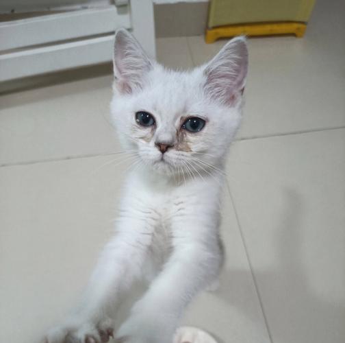 猫鼻支发展几个阶段-图1