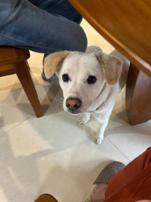 刚买的幼犬晚上一直叫怎么办-图1