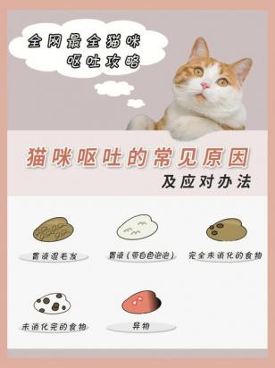 猫每天半夜吐一次什么原因-图1