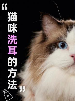 给猫咪怎么洗耳朵-图1