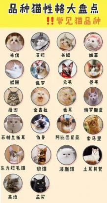猫猫的品种简单介绍