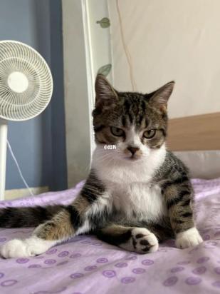 猫猫的尴尬期是什么意思-1