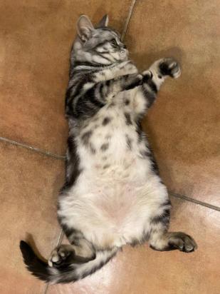 猫猫睡觉仰着头露着肚皮-图1