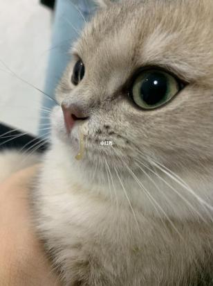 猫鼻支不治疗的话多久死亡-图1