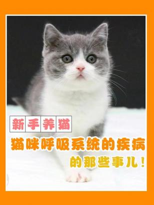 猫猫喘气一抽一抽的怎么回事-图1