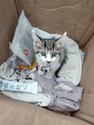 猫被收养后记得自己流浪过吗