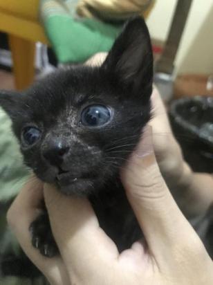 猫鼻子上长黑色结块-图1