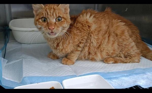 猫不爱吃东西越来越瘦怎么办-图1