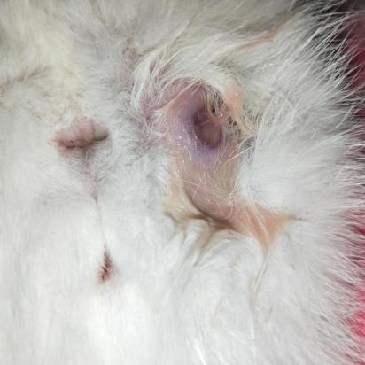 猫埋地下多久就腐烂了