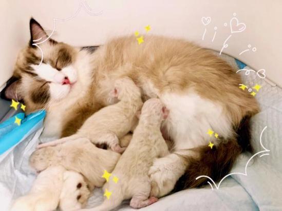 猫妈妈为什么不管小猫-图1
