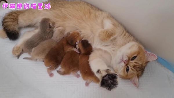 猫妈喂奶时候呼噜呼噜