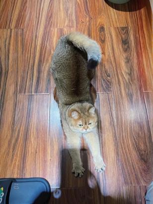 猫猫身体拱起来什么意思-图1