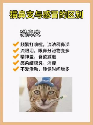 猫鼻支和感冒的区别-图1